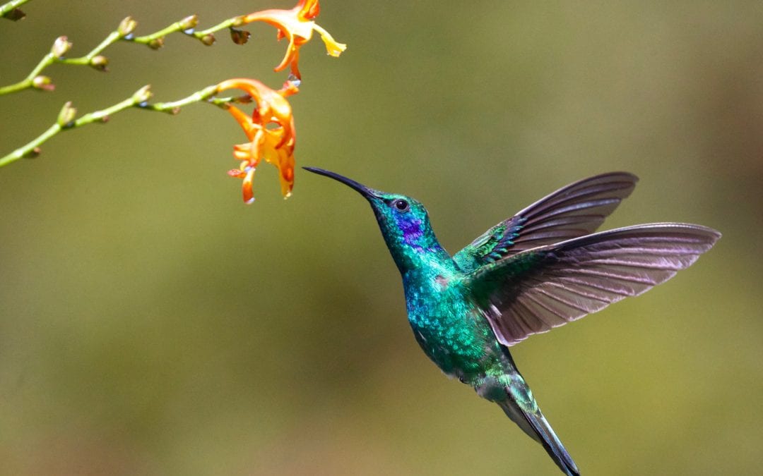 ValientesLídelfuturo：El Proyecto Hummingbird Leadersition de laFundaciónWangariMaathai
